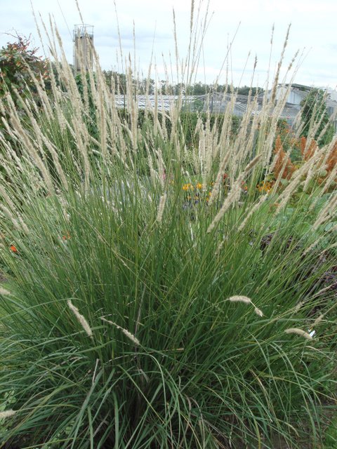 Pennisetum macrourum
